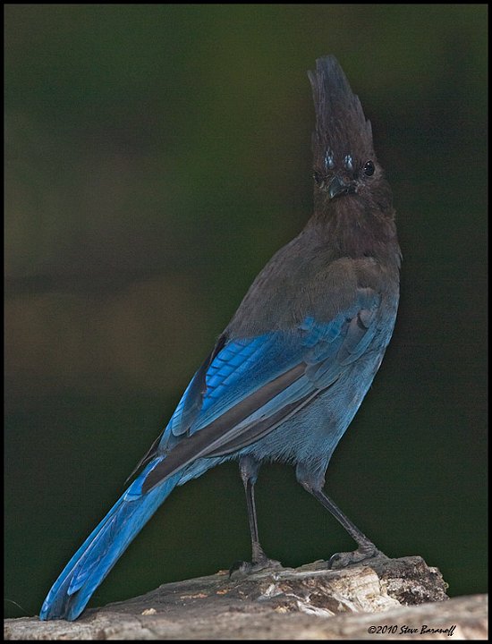 _0SB6296 stellers jay.jpg